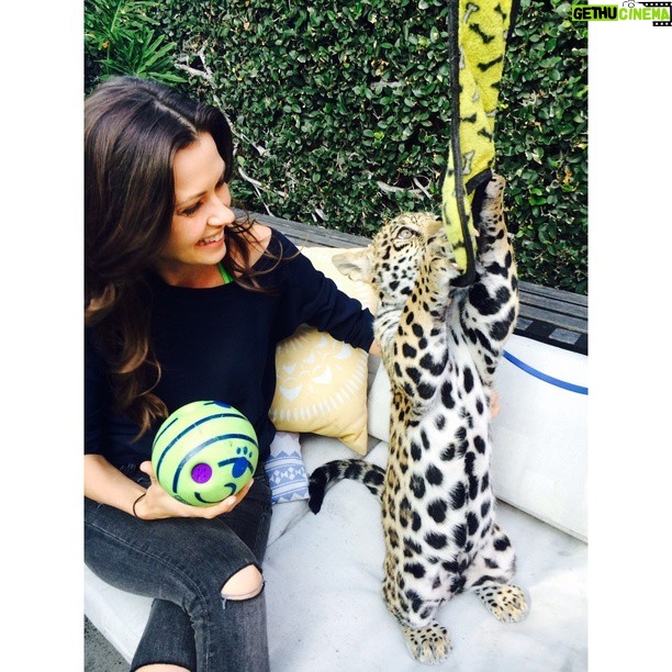 Olga Fonda - 1K Likes - Hanging out with baby jaguar Libre & @PScathaven. Libre loves to play! #PSCatHaven #Libre #BabyJaguar #Jaguar #Toys #Happy #Playful #Love