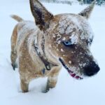 Olga Shelest Instagram - А в Австралии сейчас лето🥶 #дикаясобакадинго #australiancattledog #redheeler #Flag