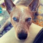 Olga Shelest Instagram – I’m sexy and I know it😑  #Flag #australiancattledog #redheeler