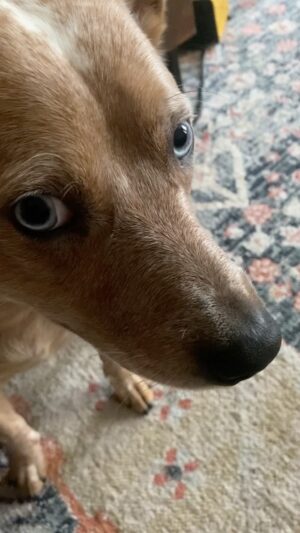 Olga Shelest Instagram - Федя, это ты или не ты? #Flag #australiancattledog #indogwetrust