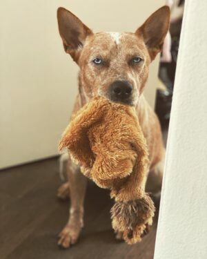 Olga Shelest Instagram - Это моя добыча🦁#Flag #australiancattledog #redheeler