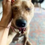 Olga Shelest Instagram - Pitbull yeah yeah… #Flag #australiancattledog #redheeler