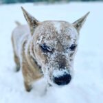 Olga Shelest Instagram - А в Австралии сейчас лето🥶 #дикаясобакадинго #australiancattledog #redheeler #Flag