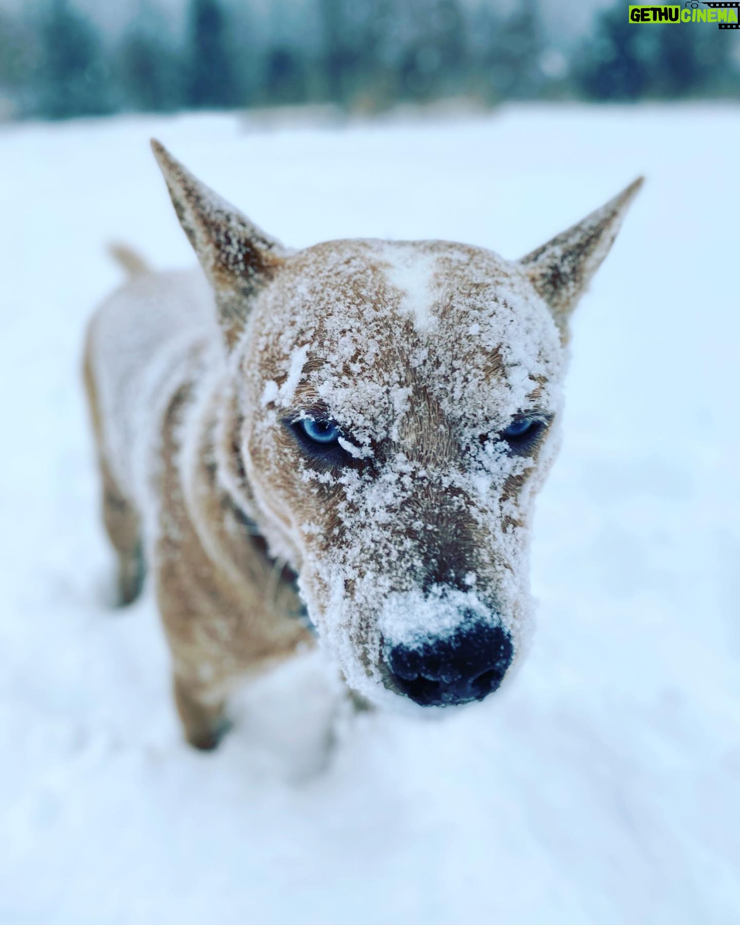 Olga Shelest Instagram - А в Австралии сейчас лето🥶 #дикаясобакадинго #australiancattledog #redheeler #Flag