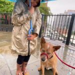Olga Shelest Instagram – Wild boy🚨 More videos in TikTok.com/@ museniris #australiancattledog #Flag