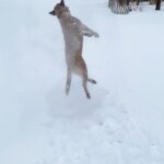 Olga Shelest Instagram - Touchdown!👻 #кабынебылозимы #Flag #australiancattledog #redheeler