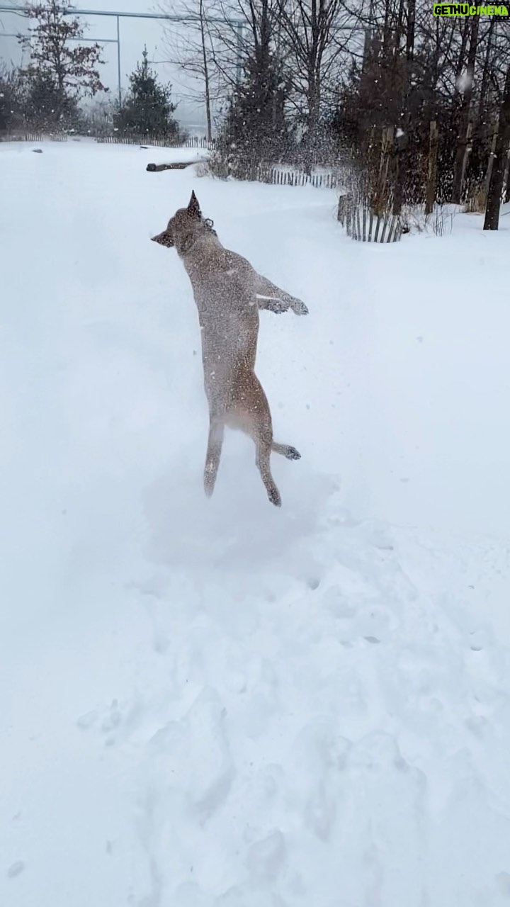 Olga Shelest Instagram - Touchdown!👻 #кабынебылозимы #Flag #australiancattledog #redheeler