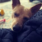 Olga Shelest Instagram - Задремала суета😌 #InDogsWeTrust #Flag #redheeler #небудитеспящуюсобаку