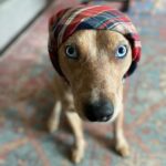 Olga Shelest Instagram – Здорово, Кострома! Здоровенько!🧶#чтовыделаете #апрядёммилая #богпомощь #Flag #australiancattledog #redheeler