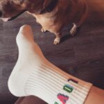 Olga Shelest Instagram – Łøvė💕 #Flag #australiancattledog
