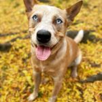 Olga Shelest Instagram - 🎾🍃🍂🍁🌾 #Flag #australiancattledog #redheeler #fall