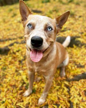Olga Shelest Instagram - 🎾🍃🍂🍁🌾 #Flag #australiancattledog #redheeler #fall