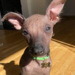 Olivia Taylor Dudley Instagram - Meet ALF “Alfie” 👽🐾 Our newest little naked baby! Thank you @thelabellefoundation for letting us adopt the sweetest boy in the galaxy. When he showed up on their page and needed a home I knew he’s was ours. I can’t thank his amazing foster mom @laura_peace_love enough for getting this cutie to us! Also thanks to the hundreds of people who’s sent me the post about him, I guess I have a brand. @elie_smolkin @setiisreal LeeLoo and I love him so much 💗 (he’s like doubled in size in the couple weeks I’ve had him already 🤦🏼‍♀️🥰) #xoloitzcuintli #adoptdontshop #nakeddog #alien #puppy