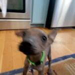 Olivia Taylor Dudley Instagram - Meet ALF “Alfie” 👽🐾 Our newest little naked baby! Thank you @thelabellefoundation for letting us adopt the sweetest boy in the galaxy. When he showed up on their page and needed a home I knew he’s was ours. I can’t thank his amazing foster mom @laura_peace_love enough for getting this cutie to us! Also thanks to the hundreds of people who’s sent me the post about him, I guess I have a brand. @elie_smolkin @setiisreal LeeLoo and I love him so much 💗 (he’s like doubled in size in the couple weeks I’ve had him already 🤦🏼‍♀️🥰) #xoloitzcuintli #adoptdontshop #nakeddog #alien #puppy