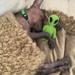 Olivia Taylor Dudley Instagram - Meet ALF “Alfie” 👽🐾 Our newest little naked baby! Thank you @thelabellefoundation for letting us adopt the sweetest boy in the galaxy. When he showed up on their page and needed a home I knew he’s was ours. I can’t thank his amazing foster mom @laura_peace_love enough for getting this cutie to us! Also thanks to the hundreds of people who’s sent me the post about him, I guess I have a brand. @elie_smolkin @setiisreal LeeLoo and I love him so much 💗 (he’s like doubled in size in the couple weeks I’ve had him already 🤦🏼‍♀️🥰) #xoloitzcuintli #adoptdontshop #nakeddog #alien #puppy