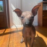 Olivia Taylor Dudley Instagram - Meet ALF “Alfie” 👽🐾 Our newest little naked baby! Thank you @thelabellefoundation for letting us adopt the sweetest boy in the galaxy. When he showed up on their page and needed a home I knew he’s was ours. I can’t thank his amazing foster mom @laura_peace_love enough for getting this cutie to us! Also thanks to the hundreds of people who’s sent me the post about him, I guess I have a brand. @elie_smolkin @setiisreal LeeLoo and I love him so much 💗 (he’s like doubled in size in the couple weeks I’ve had him already 🤦🏼‍♀️🥰) #xoloitzcuintli #adoptdontshop #nakeddog #alien #puppy