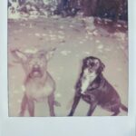 Olivia Taylor Dudley Instagram - HAPPY 6th BIRTHDAY SETI AND LEELOO!!! My beautiful babies 💞