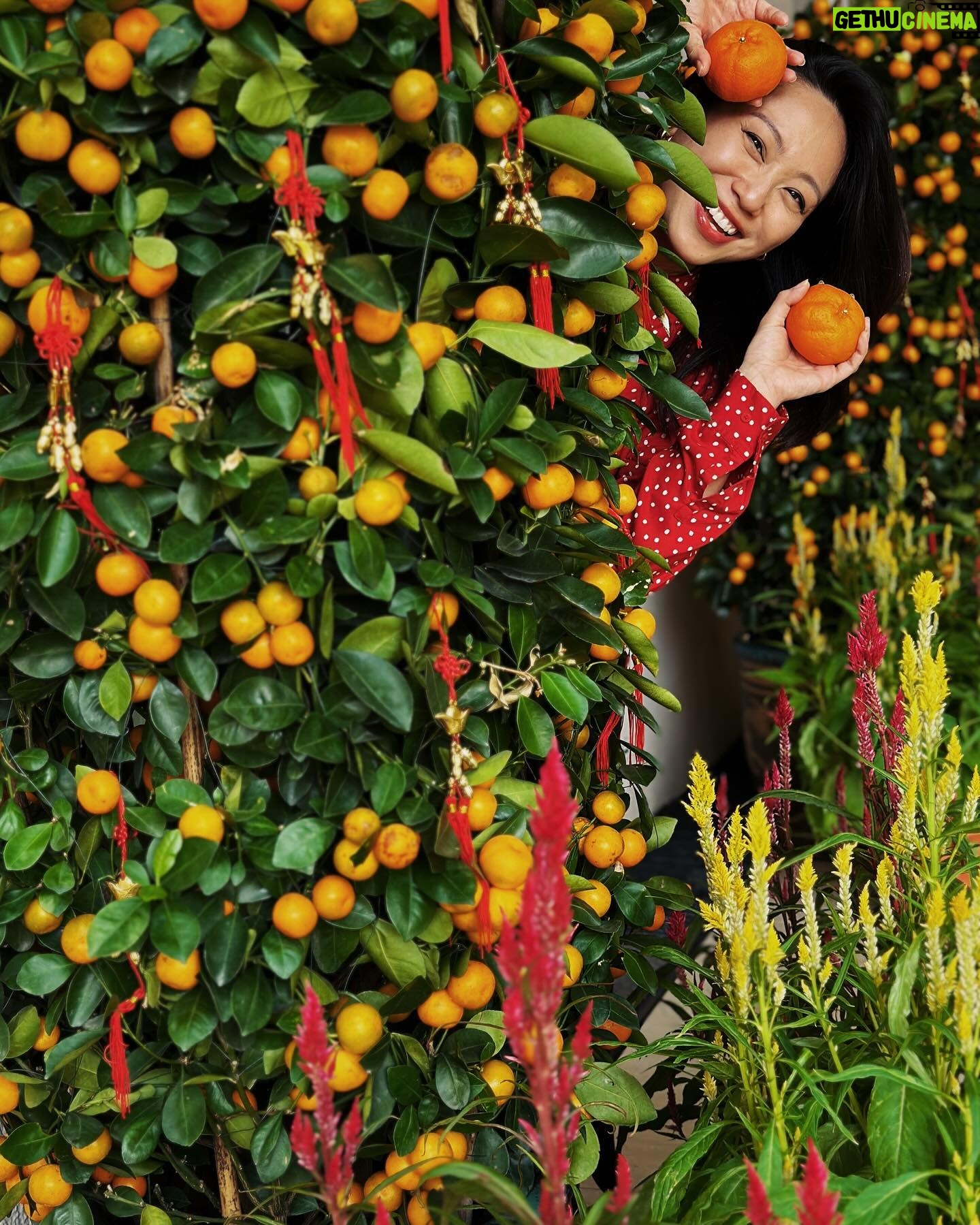 Oon Shu An - 3 Likes - 👋helloooo my dears. Wishing you all a Happy Lunar New Year!! 大吉大利, 龙年行大运, liberation and justice for all!! ♥️♥️🍊🍊✨✨🧧🧧 sending you all a whole tonne of love!! May it bring you all you need!!
Expansion-
Celebrations have been strange and precious for me these past few months. I think same as a lot of people, I have never felt this level of despair at the world in my life. But being with friends and family, holding and being with each other has also been what has filled my tank. On a personal level, there have been many things that I’ve actually been quite happy about that I maybe haven’t given enough space to.
So i guess this is me practising expansion and how to hold both joy and pain at the same time, in a space/world that conditions us to feel either or.
Oh!! I finally figured out my new year resolution: To not lose faith in humanity. lol. because to do so would be to surrender my own. I reject!!
Hug a loved one, send a message to someone you love, buy an e-sim, say something good about someone to someone else, make a donation, share a story, witness, learn, enjoy life, laugh, do something nonsensical, question a held belief, challenge it, grieve for those in pain, grieve for those no longer here, connect with people who care about the same things, hold space, get angry about injustice, get compassionate, listen, do something about what you care about, put on something nice that makes you feel good, remind myself that I am human. Love. Rage. Witness. Grieve. Celebrate. Connect. 🫶🍊🍊
♥️新年快乐♥️