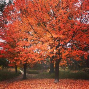 Oona Chaplin Instagram - Thank you #Toronto for your symphony of change. With outrageous brilliance you remind us to let go of that which no longer serves us in beauty, to celebrate the release as we are left bare, stripped of almost everything, to discover new potential in ourselves. #Letitgo #change #release #fall #eskawatakayawei #togetherwerise #notafraid #breatheyourbiome #autumn