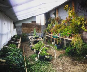 Oona Chaplin Instagram - After a few days work, our greenhouse is feeling gooooood! We’ve been staying with an amazing woman called marianna. She’s 73, and has just had a big life change so she kinda let the greenhouse go for the last 2 years. But she gave me free reign to work here, and after clearing the dead stuff, repotting, transplanting, and harvesting seeds, I’ve seen a burst of new flowers, new growth, and vibrancy from all the beautiful creatures living here. Amazing what a little love and attention will do! 
Feeing so much gratitude for the opportunity to work with plants, learn how to serve that which sustains me, and serve beauty also, fragrance, medicine, and life itself. This is the beginning of a journey for me. Will be posting more now on our progress, the things I’m learning, and how the seeds we sow sprout and take root. Also, how we compost all the dead shit we don’t need any more. 
In the mean time, please check out @rowenwhite. Such a source of inspiration to me in ways of connecting me nature. #rewildyourself #nature #gardening #growfood #foodsovereignty #greenhouse #nm #connect #life #change #eskawatakayawei #ayllu