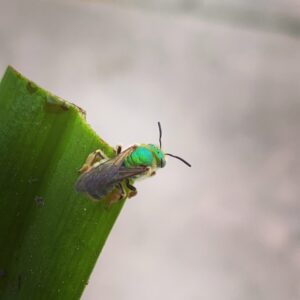 Oona Chaplin Instagram - Met this sweet little guy today. I was planting sages in a sweet spot. It rained a little, then the sun came out, then a hummingbird chirped and hovered overhead. And then this guy! I don’t know how I made it so many years without gardening. #sweetbee #pollinatorgarden