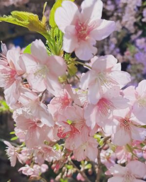 Oozora Subaru Instagram - 桜咲いてた！！！
春だ～！！！☺️🌸
