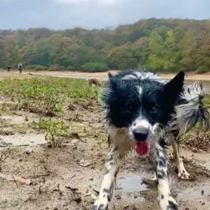 Oya Okar Instagram - Leo’nun muzip enerjisiyle başlasın hafta...🧿🥰 lütfen sahiplendiğiniz canlara zaman ayırın, onları dört duvar arasına hapsetmeyin. #leo #bordercollie