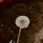 Oya Okar Instagram – 1. Krep’le yürürken karşılaştıklarımız 🌬️
2. Selam 🙋‍♀️
3. Vapurculuk ve Martılar🍀
4. Baba Sahne 7 yaşında 🥳👏👏 @babasahne 
5. Özçekim 😎