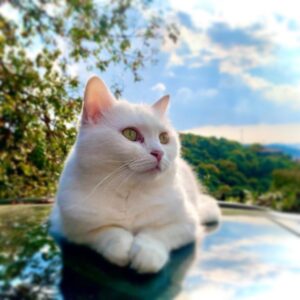 Oya Okar Instagram - Sütlaç’ı özleyenler olmuş... 🧿🥰