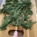 Paget Brewster Instagram - Dill drying