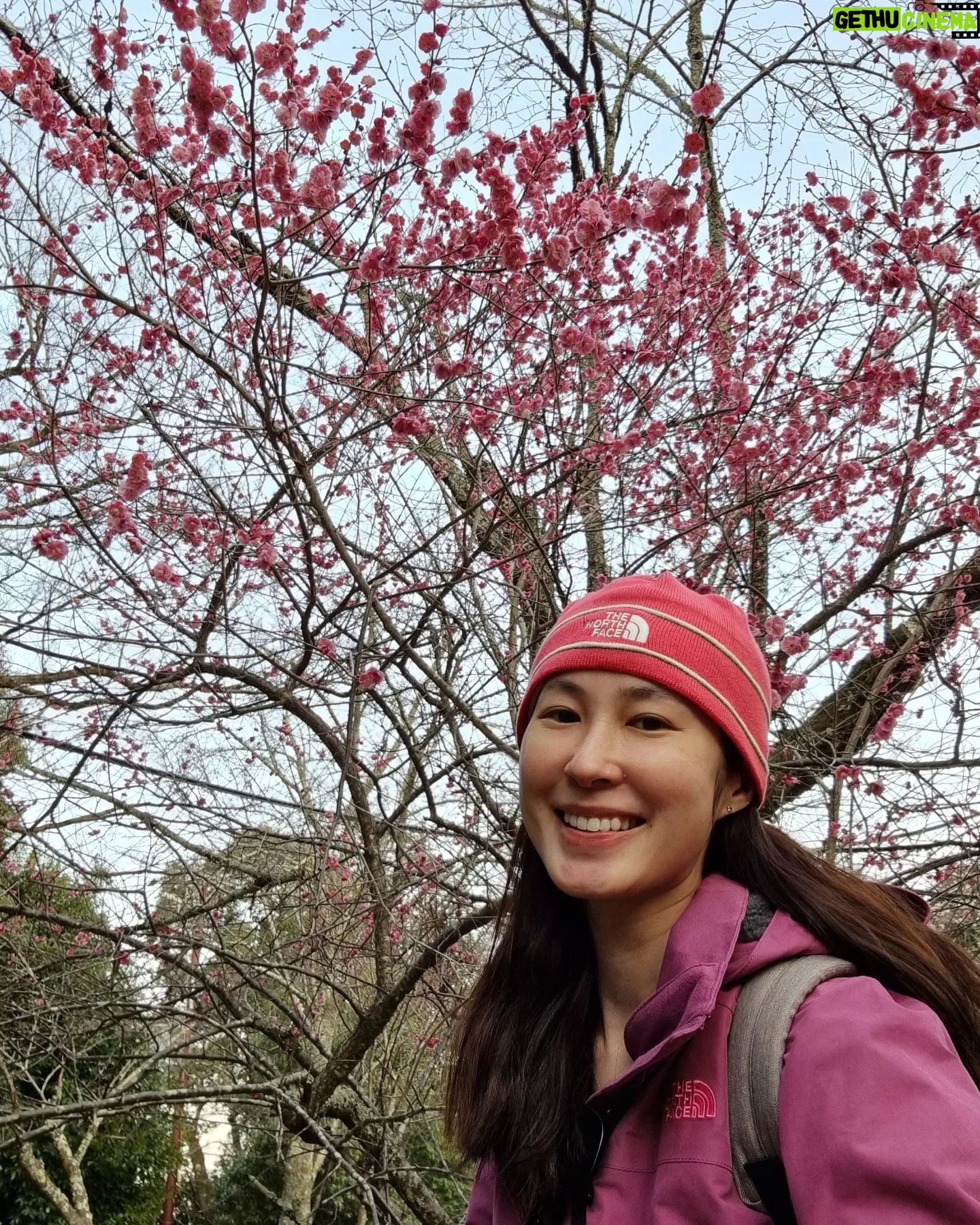 Paige Chua - 3.8K Likes - I wasn't in Japan for the Sakura season but I was pleasantly surprised by the presence of the understated Plum Blossom.
Not as well known as her higher profile Cherry Blossom cousin, the Plum blossom exudes her own beauty n fragrance. I am so grateful to have taken a stroll among them...💜