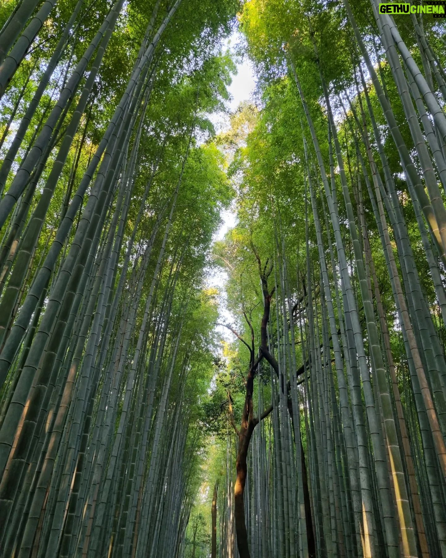 Paige Chua - 2.7K Likes - Brochure shot!
Don't be mistaken, there were lots of visitors. I waited for a long time to get shots that seemed like the coast was clear...
It was worth it..
#arashiyama