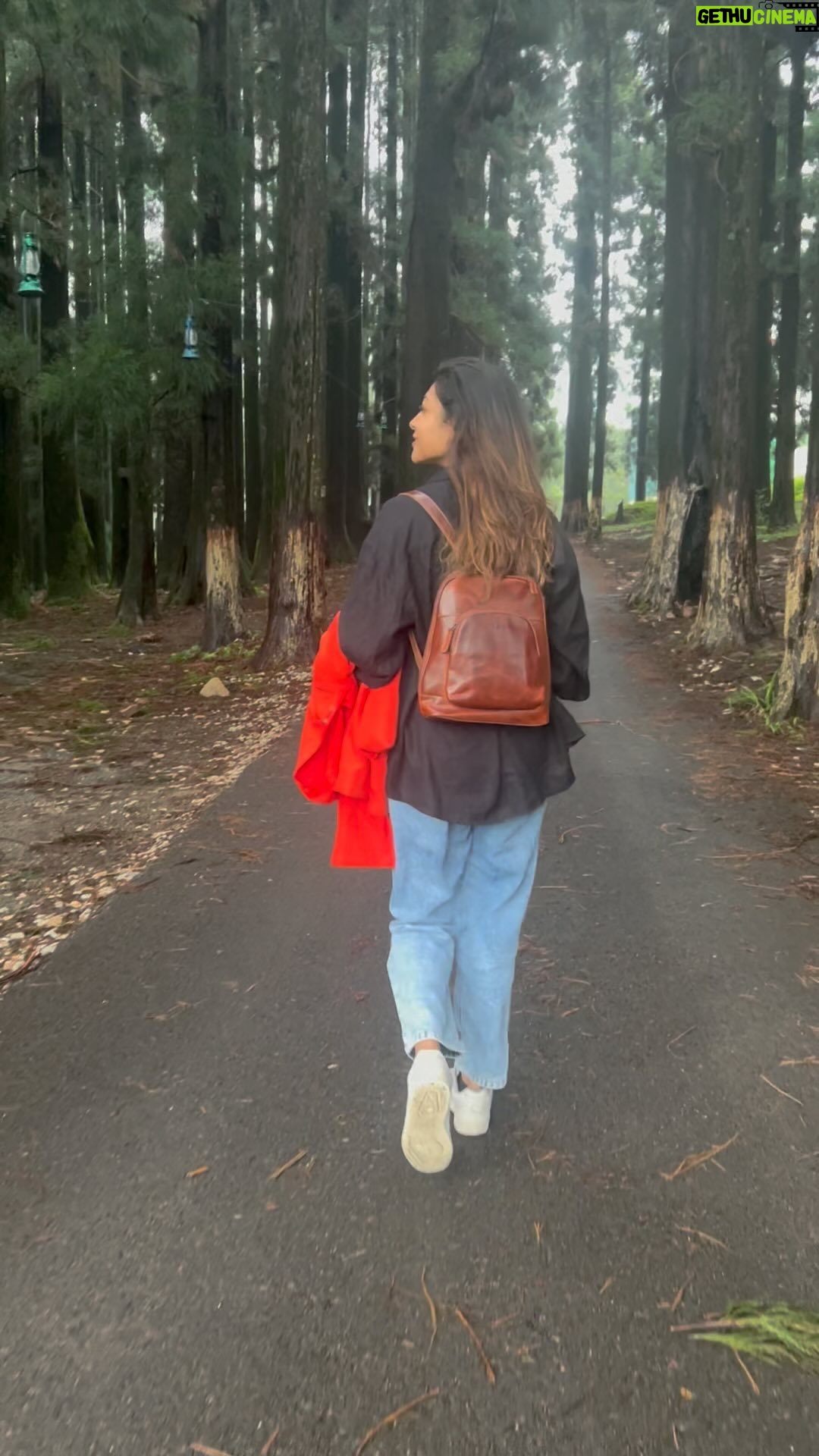 Pallavi Das - 3 Likes - Love that the path to @ml05cafe Cafe in Shillong is lined with majestic pine trees. Such a beautiful path that leads to this hidden cafe. Absolutely loved it!! ♥️☕️🌲
#cutecafes #shillong #northeastindia #caffeineproject #monsoon #meghalaya
