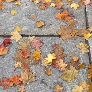 Paloma Monnappa Instagram - Another Autumn in Berlin 🍂