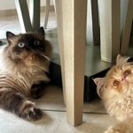 Pamela Sambrano Instagram - Acá todo se resuelve a besos. Y si no se resuelve… igual les cae su beso. 😂 #siberiancat #persacat #gatosiberiano #siberiannevamasquerade #gatopersa #funnycat #catsofinstagram