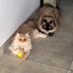 Pamela Sambrano Instagram – Tener 1 gato VS tener DOS 🥹
Siendo sincera, el inicio de este video es mentira. Vinny fue, es y será, por siempre, el diablo jajajajajaja 

Vicente dice que ya es hora de cambiarle de nombre a la cuenta de Vinny y ponerle algo tipo: Vinny y Kate. 
Mmm no lo sé.

.

.
.

#siberiancat #persacat #catsofinstagram #funnycats