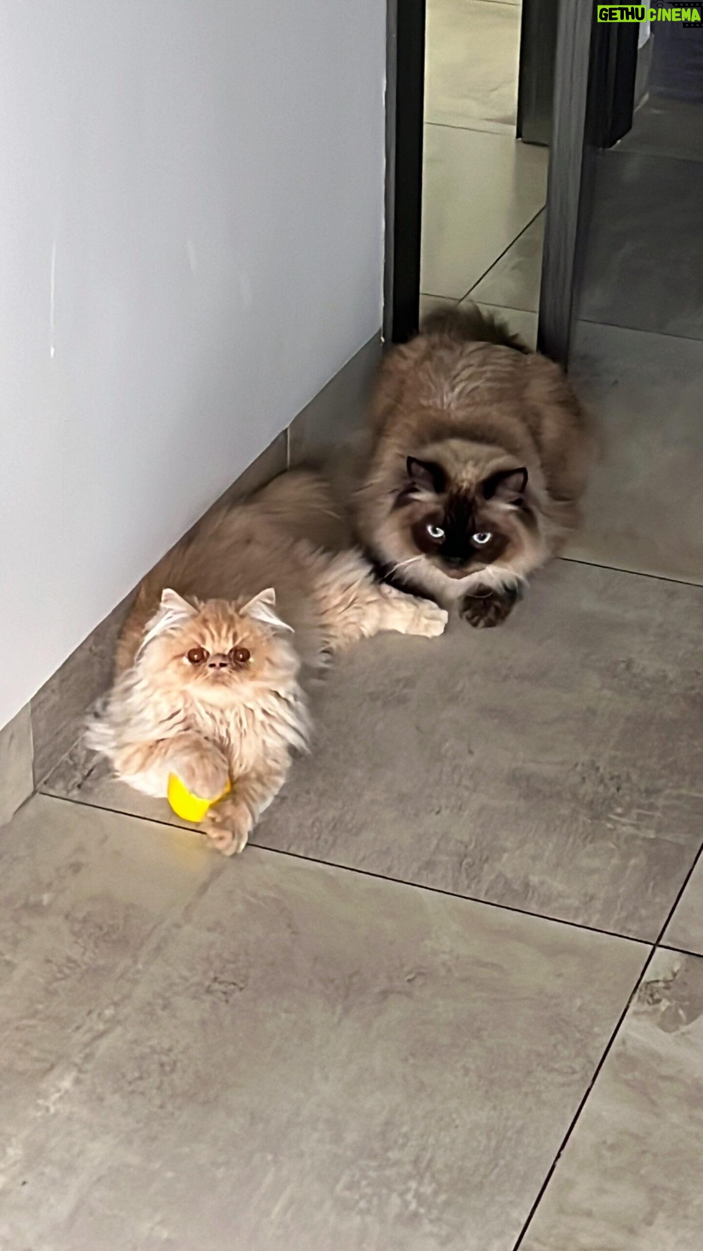 Pamela Sambrano Instagram - Tener 1 gato VS tener DOS 🥹 Siendo sincera, el inicio de este video es mentira. Vinny fue, es y será, por siempre, el diablo jajajajajaja Vicente dice que ya es hora de cambiarle de nombre a la cuenta de Vinny y ponerle algo tipo: Vinny y Kate. Mmm no lo sé. . . . #siberiancat #persacat #catsofinstagram #funnycats