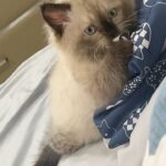 Pamela Sambrano Instagram – Hoy mi bebé cumple 2 añitos, yo no sé cómo creció tan rápido. 🥹 @vinny_y_kate 
Él es el verdadero “Yo de chiquito era blanco” jajaja 
Dos años de puro amor y que queremos que sean miles. PD: Se receptan regalos 🌞

#siberiancat #catsofinstagram #nevamasquerade #siberiannevamasquerade