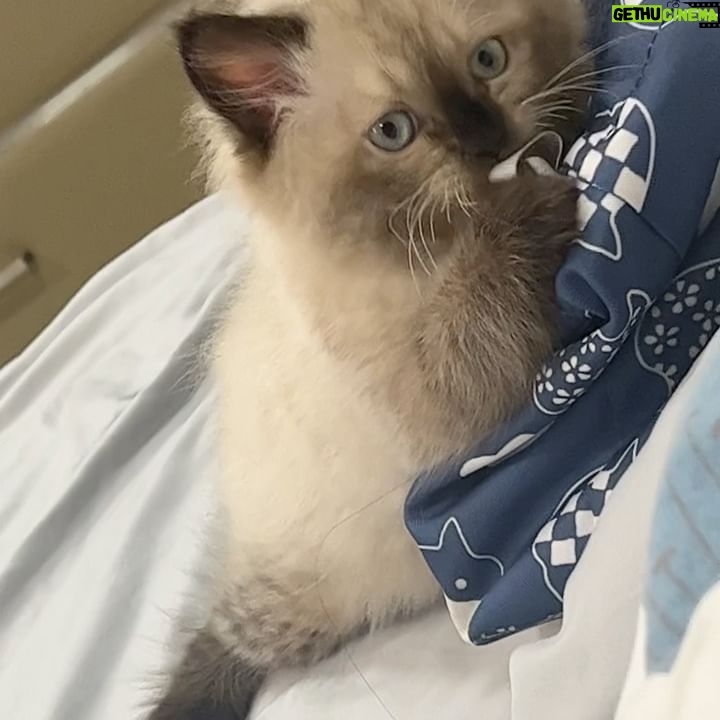 Pamela Sambrano Instagram - Hoy mi bebé cumple 2 añitos, yo no sé cómo creció tan rápido. 🥹 @vinny_y_kate Él es el verdadero “Yo de chiquito era blanco” jajaja Dos años de puro amor y que queremos que sean miles. PD: Se receptan regalos 🌞 #siberiancat #catsofinstagram #nevamasquerade #siberiannevamasquerade