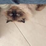 Pamela Sambrano Instagram – Hoy mi bebé cumple 2 añitos, yo no sé cómo creció tan rápido. 🥹 @vinny_y_kate 
Él es el verdadero “Yo de chiquito era blanco” jajaja 
Dos años de puro amor y que queremos que sean miles. PD: Se receptan regalos 🌞

#siberiancat #catsofinstagram #nevamasquerade #siberiannevamasquerade