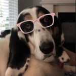 Paola Lázaro Instagram – Betina (who is super over me) doesn’t know which glasses to get… What do you think? 1, 2, 3, 4, 5, 6? She says: “tell them to please consider I’m small faced”. Also, she asked me to make her an instagram cause she thinks she has potential for dog shows or at least face modeling for @maybelline … I said I think she does… if she fixes her attitude…

@therealbetina ☠️

Betina no sabe que lentes comprarse…