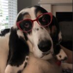 Paola Lázaro Instagram – Betina (who is super over me) doesn’t know which glasses to get… What do you think? 1, 2, 3, 4, 5, 6? She says: “tell them to please consider I’m small faced”. Also, she asked me to make her an instagram cause she thinks she has potential for dog shows or at least face modeling for @maybelline … I said I think she does… if she fixes her attitude…

@therealbetina ☠️

Betina no sabe que lentes comprarse…
