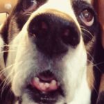 Paola Lázaro Instagram - “TheSe ArE BeTiNa’S tEeth” Credit of second video to @hbo @markruffalo @wallylambauthor and “I Know This Much Is True” for the shoutout to all the Basset Hounds out there 🌷🦷 #Betina #BassetHound #droopyface #f*ckedupteeth Did y’all watch “I Know This Much Is True”?