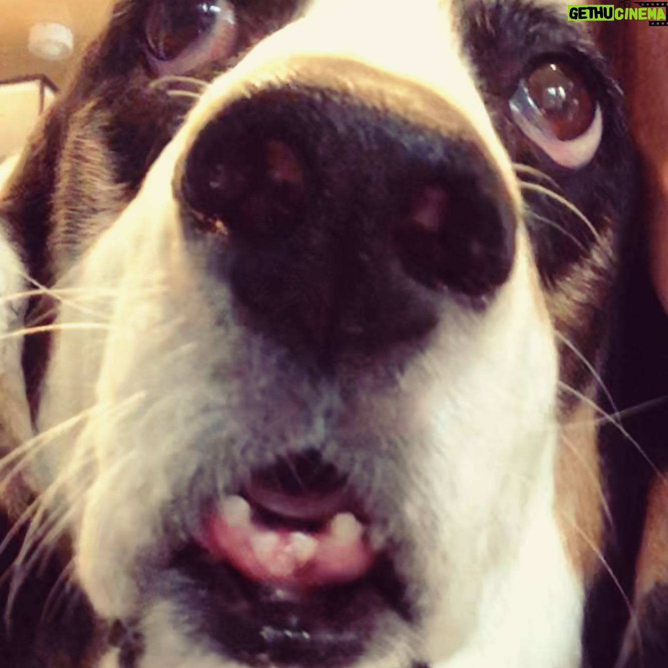 Paola Lázaro Instagram - “TheSe ArE BeTiNa’S tEeth” Credit of second video to @hbo @markruffalo @wallylambauthor and “I Know This Much Is True” for the shoutout to all the Basset Hounds out there 🌷🦷 #Betina #BassetHound #droopyface #f*ckedupteeth Did y’all watch “I Know This Much Is True”?