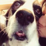 Paola Lázaro Instagram - “TheSe ArE BeTiNa’S tEeth” Credit of second video to @hbo @markruffalo @wallylambauthor and “I Know This Much Is True” for the shoutout to all the Basset Hounds out there 🌷🦷 #Betina #BassetHound #droopyface #f*ckedupteeth Did y’all watch “I Know This Much Is True”?
