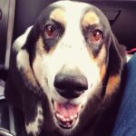 Paola Lázaro Instagram - “TheSe ArE BeTiNa’S tEeth” Credit of second video to @hbo @markruffalo @wallylambauthor and “I Know This Much Is True” for the shoutout to all the Basset Hounds out there 🌷🦷 #Betina #BassetHound #droopyface #f*ckedupteeth Did y’all watch “I Know This Much Is True”?