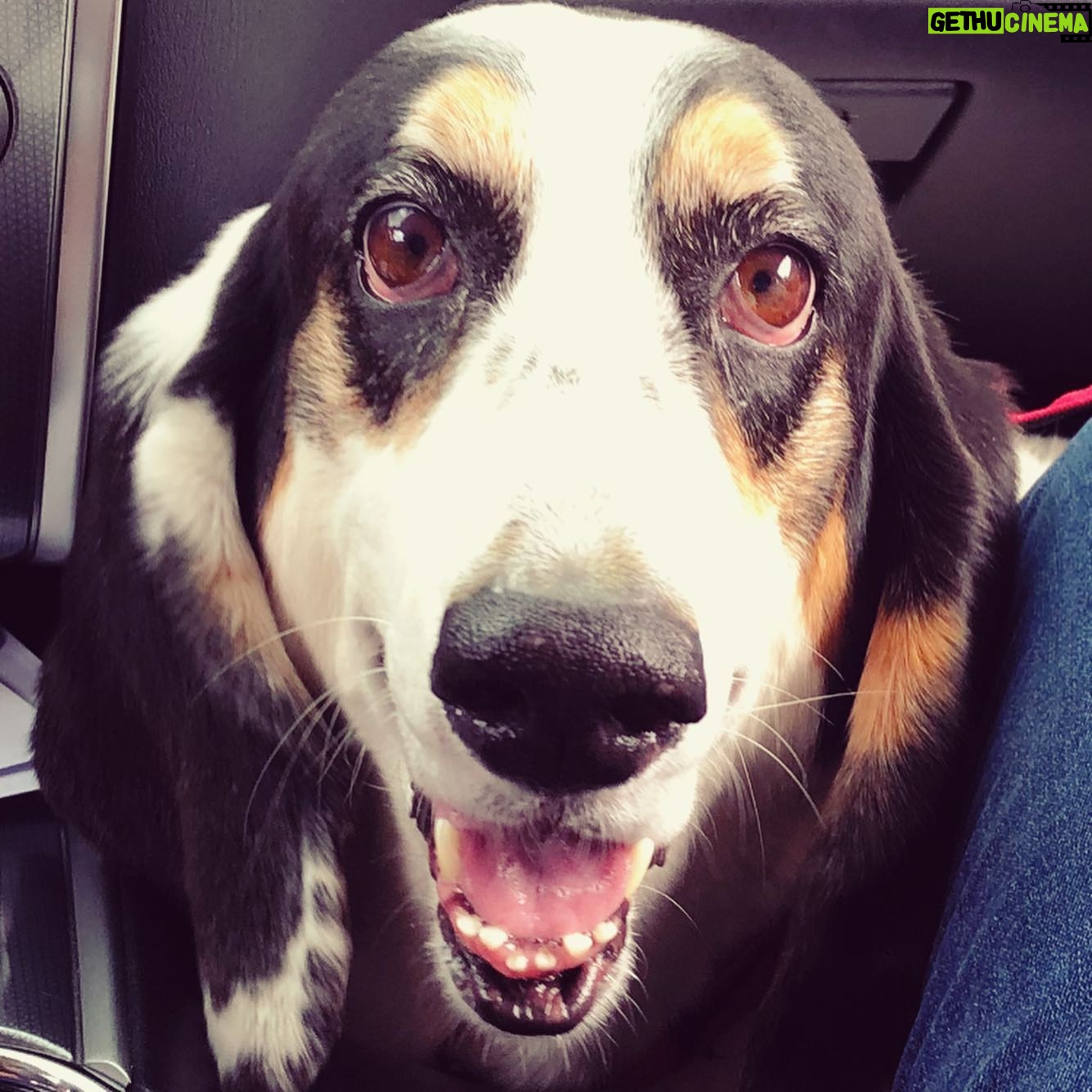 Paola Lázaro Instagram - “TheSe ArE BeTiNa’S tEeth” Credit of second video to @hbo @markruffalo @wallylambauthor and “I Know This Much Is True” for the shoutout to all the Basset Hounds out there 🌷🦷 #Betina #BassetHound #droopyface #f*ckedupteeth Did y’all watch “I Know This Much Is True”?