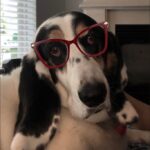 Paola Lázaro Instagram – Betina (who is super over me) doesn’t know which glasses to get… What do you think? 1, 2, 3, 4, 5, 6? She says: “tell them to please consider I’m small faced”. Also, she asked me to make her an instagram cause she thinks she has potential for dog shows or at least face modeling for @maybelline … I said I think she does… if she fixes her attitude…

@therealbetina ☠️

Betina no sabe que lentes comprarse…