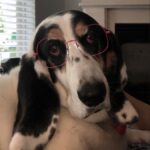 Paola Lázaro Instagram – Betina (who is super over me) doesn’t know which glasses to get… What do you think? 1, 2, 3, 4, 5, 6? She says: “tell them to please consider I’m small faced”. Also, she asked me to make her an instagram cause she thinks she has potential for dog shows or at least face modeling for @maybelline … I said I think she does… if she fixes her attitude…

@therealbetina ☠️

Betina no sabe que lentes comprarse…