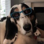 Paola Lázaro Instagram – Betina (who is super over me) doesn’t know which glasses to get… What do you think? 1, 2, 3, 4, 5, 6? She says: “tell them to please consider I’m small faced”. Also, she asked me to make her an instagram cause she thinks she has potential for dog shows or at least face modeling for @maybelline … I said I think she does… if she fixes her attitude…

@therealbetina ☠️

Betina no sabe que lentes comprarse…